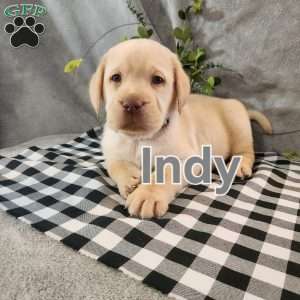 Indy, Fox Red Labrador Retriever Puppy